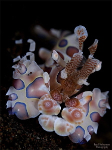 Harlequin shrimp (Hymenocera picta) by Iyad Suleyman 